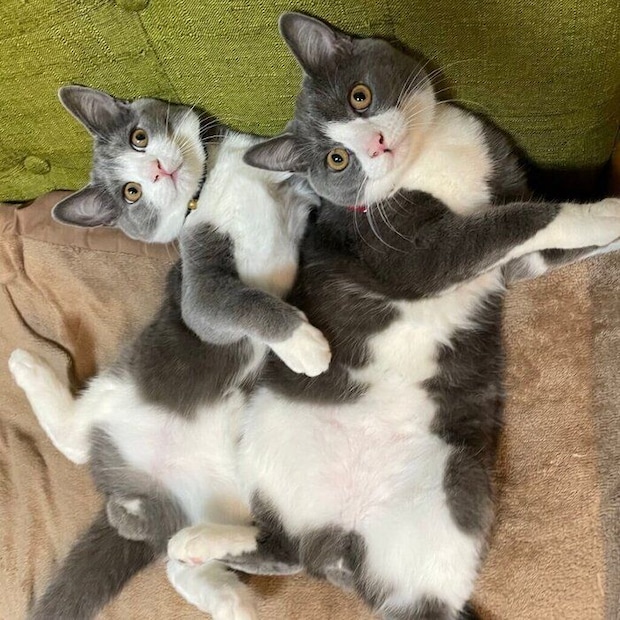 生後6カ月のころに撮影したごましおくん、しらたまくん