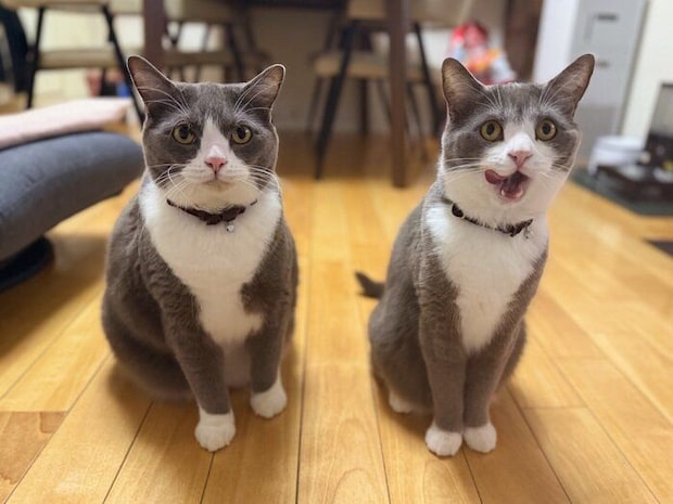 4才の誕生日に撮影したごましおくん、しらたまくん