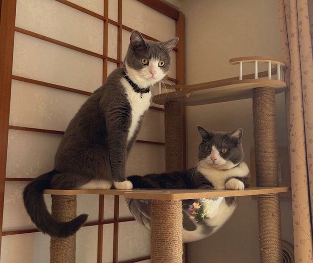 ニャルソック中のごましおくん、しらたまくん