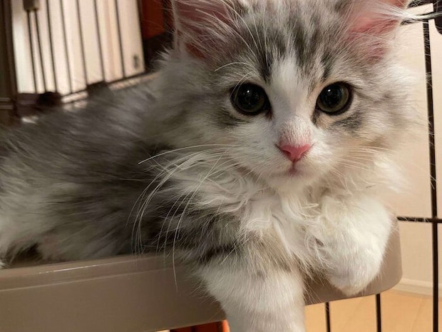 子猫時代のふゆくん