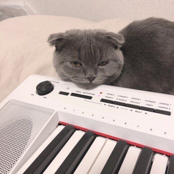 スコティッシュフォールドシモン くん