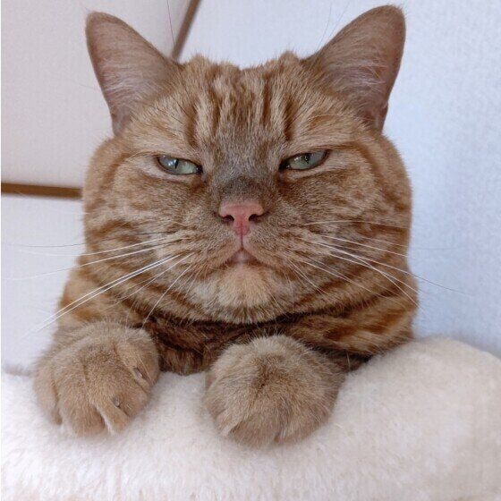 アメリカンショートヘアの龍太 くん