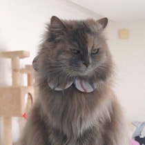 猫にじとーっと見つめられたら？　猫が“ジト目”をする理由を獣医師に聞いた