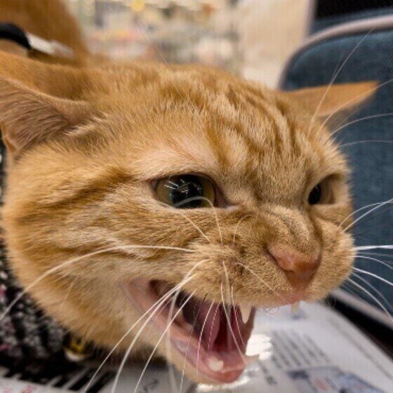 マンチカンのチロルちゃん