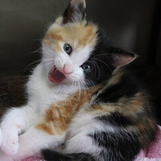 ミケのあやめちゃん