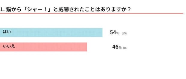 愛猫は威嚇する?