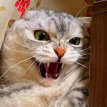 猫から「シャー！」されたらどう返す？「シャー」の意味を獣医師に聞いた！