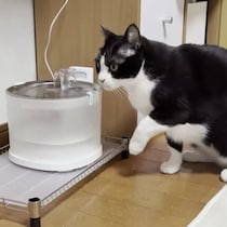 本当にお水を飲めてる？飼い主さん泣かせな飲み方をする猫に、笑うしかない