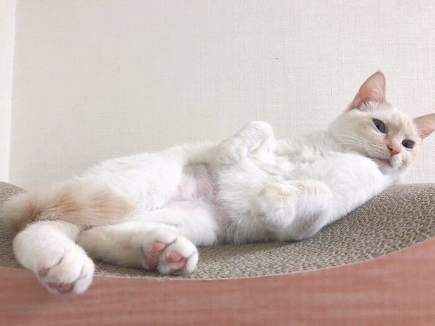 家に迎えたばかりのころのひなたちゃん