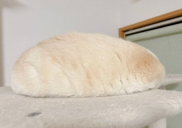 笹かまぼこのような見た目のひなたちゃん