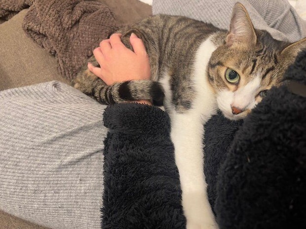 飼い主さんに抱きつく南南くん