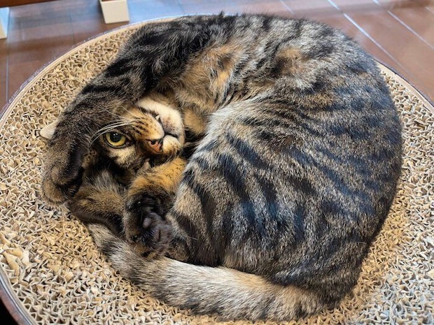 可愛いポーズをする真良くん