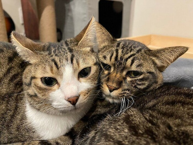 くっつく真良くん、南南くん