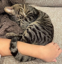 飼い主の腕にしっぽを“クルン”と巻きつける元保護猫　甘えん坊アピールが可愛すぎると話題に