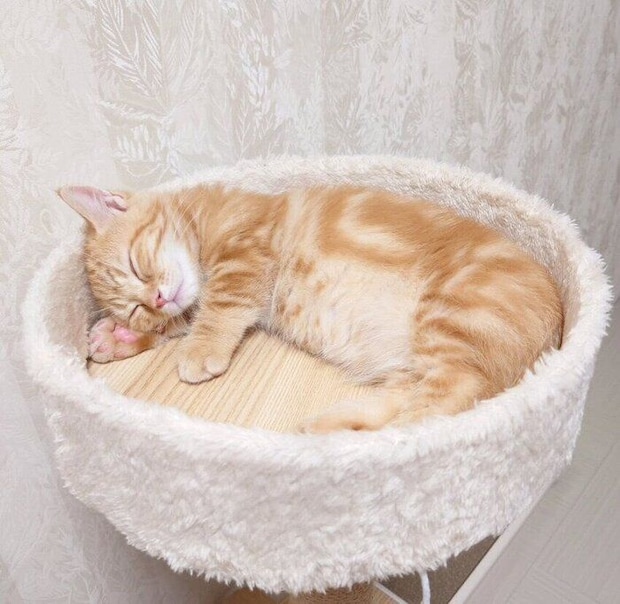 生後4カ月のマンチカン