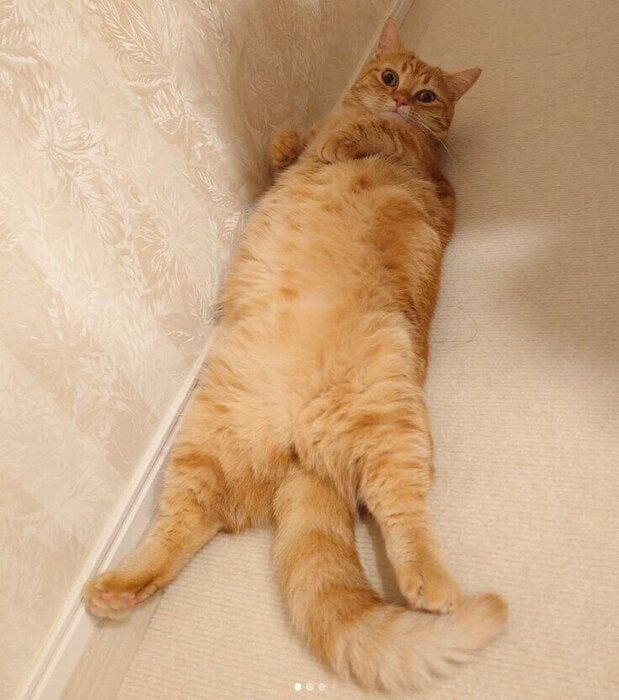 くつろいでいるマンチカン