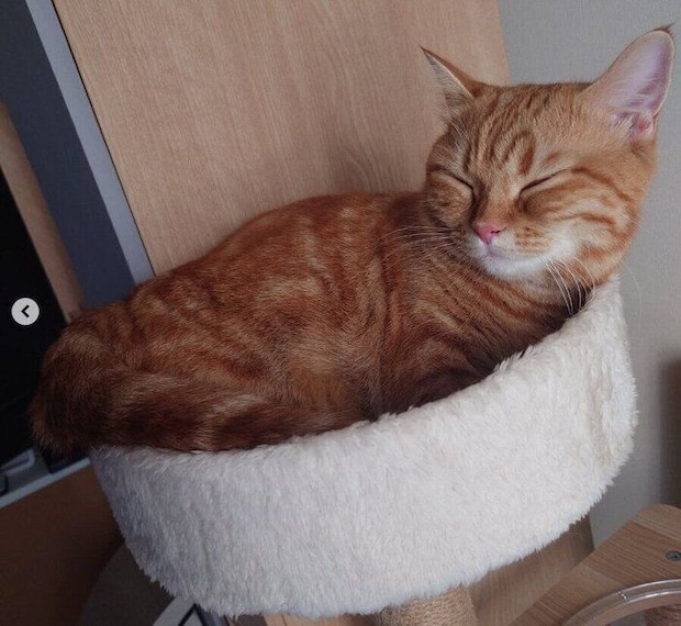 キャットタワーでくつろぐマンチカン