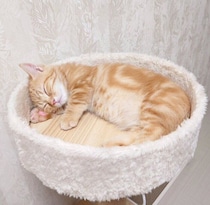 小さなスペースにすっぽり収まっていた生後4カ月の子猫→約1年後、体がはみ出るほど大きく成長した姿にほっこり！