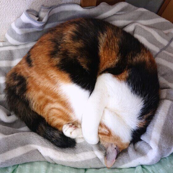 丸くなって眠る猫