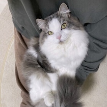 【調査】寒くなると可愛さ倍増？　愛猫が見せる“冬ならではの行動”にほっこり