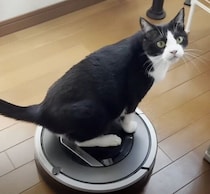 ロボット掃除機と仲がいい猫　華麗に乗りこなし、掃除が終わると去っていく