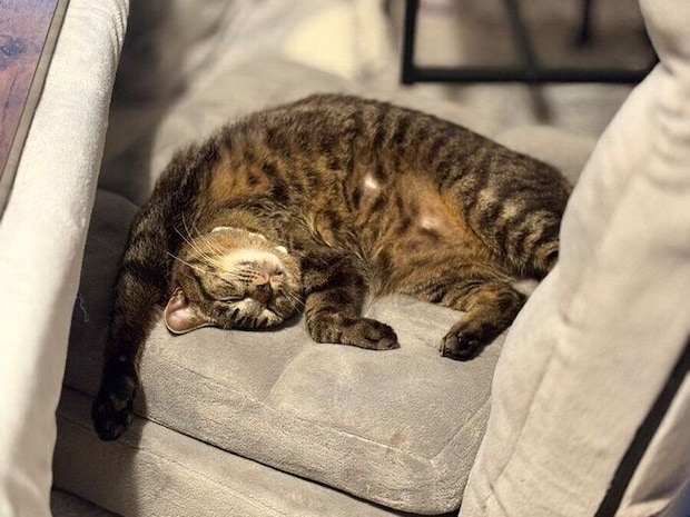 だらけるセトくん