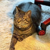 「ととのった？」こたつでホカホカになった体を冷やす猫の表情に注目が集まる