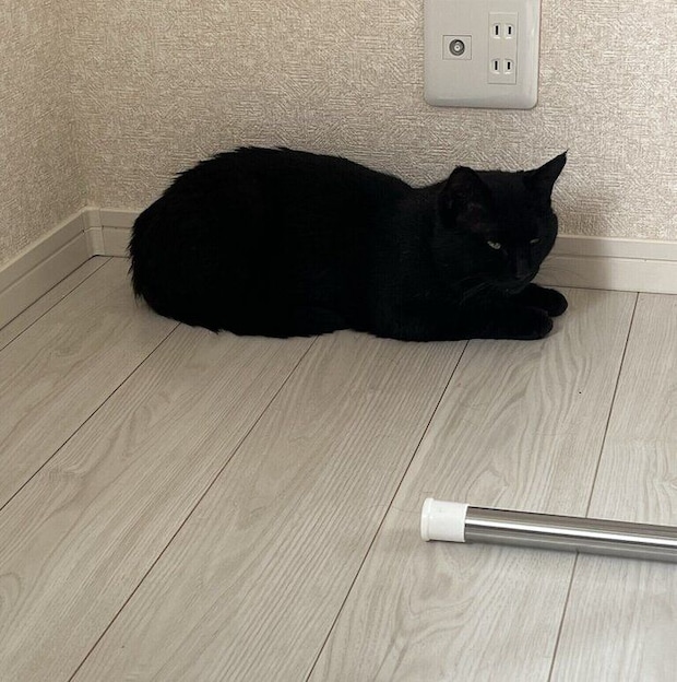 お迎え初日、部屋の隅で固まっているクロちゃん。