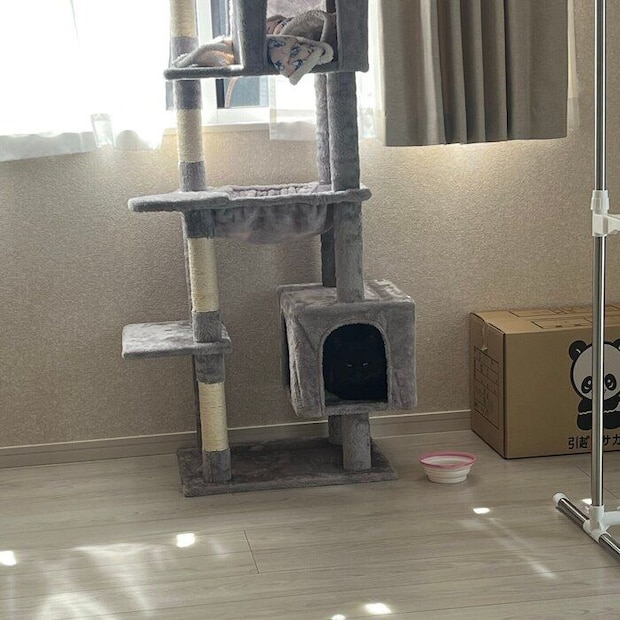 キャットタワーにこもって出てこなかったクロちゃん。