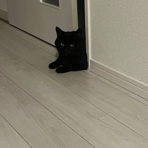 距離を取って飼い主さんを見ていたころのクロちゃん。