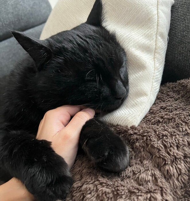 飼い主さんの手をぎゅっとするクロちゃん。