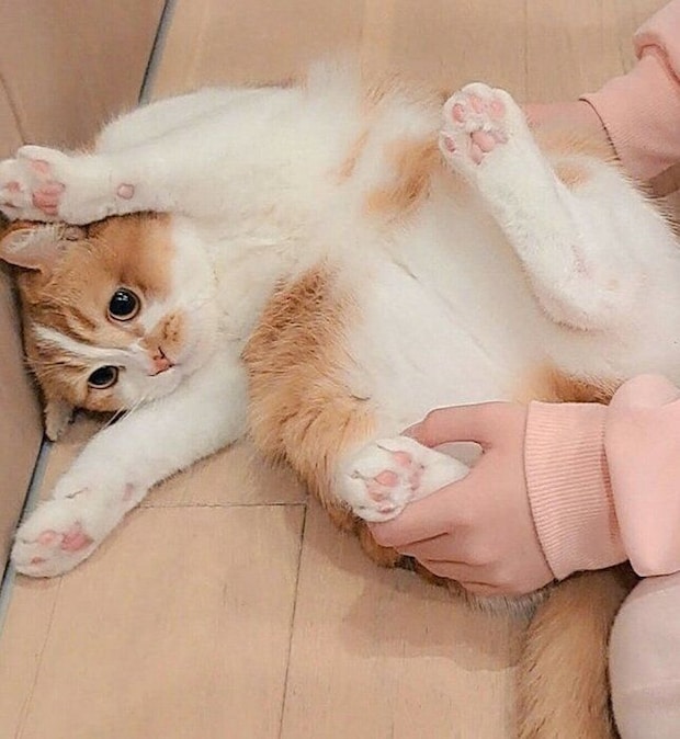 ブラッシング拒否中のもなかくん