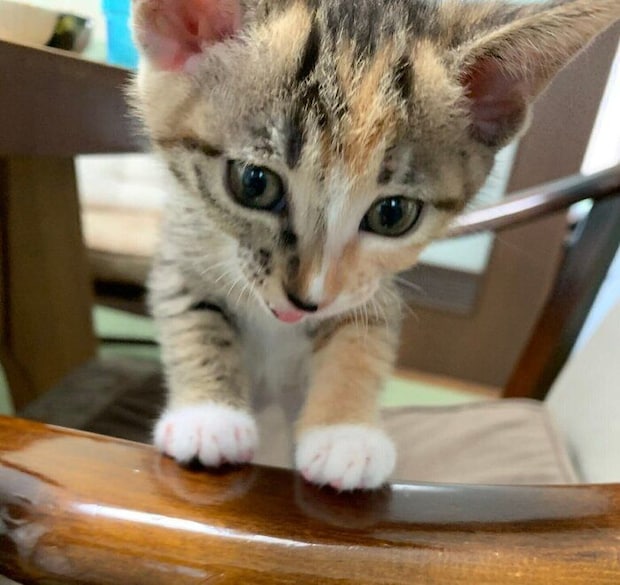 家族に迎えて数日のたらこちゃん（撮影時、生後1カ月）。