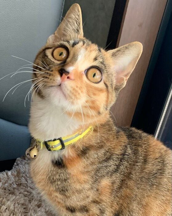 1才ごろのたらこちゃん。