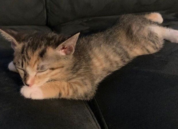 家に迎えて数日後のたらこちゃん。