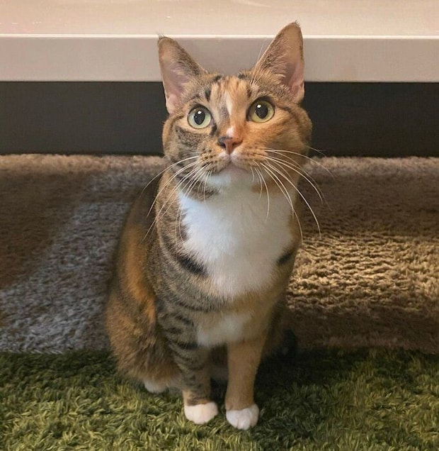 見つめるたらこちゃん。