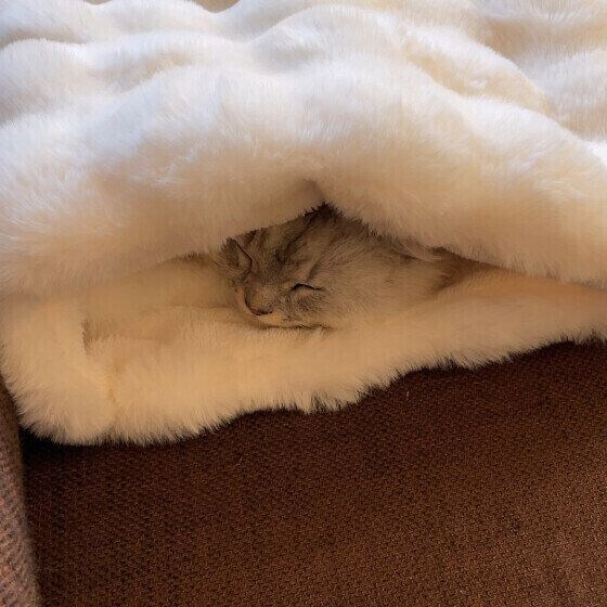 毛布にくるまって眠る猫