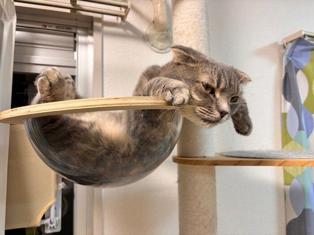 透明のボウルでくつろいでいるスコティッシュフォールド