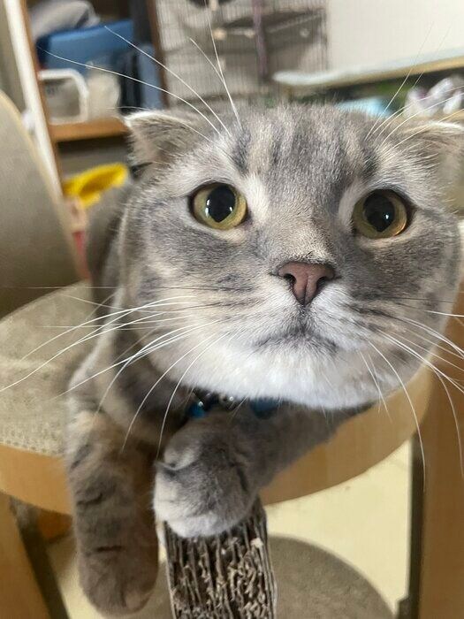 飼い主を見つめるスコティッシュフォールド