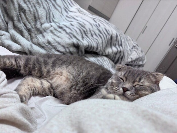 寝ているスコティッシュフォールド