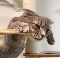 透明のボウルでくつろぐ猫　「猫は液体」を体現するような驚きの姿に「あれ？猫様って骨ありますよね…」「すごい液体ぶりですね」の声