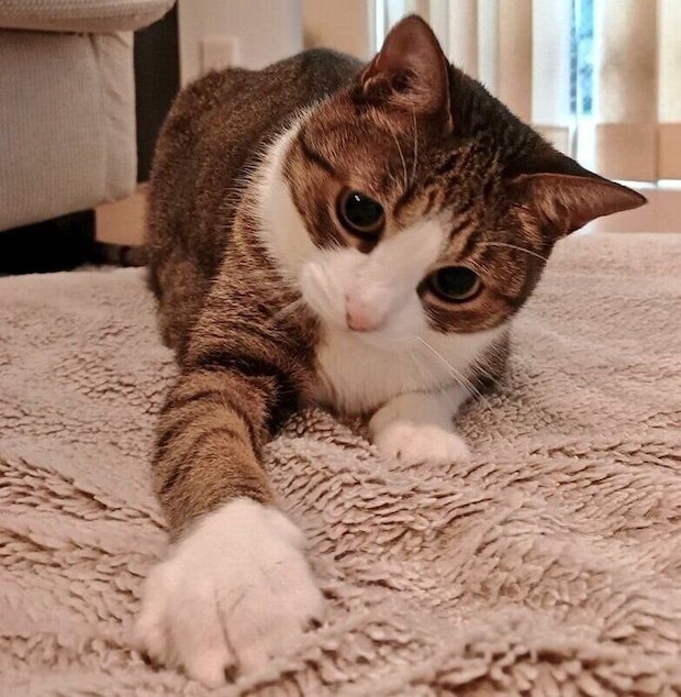 遊ぶちょこ先輩