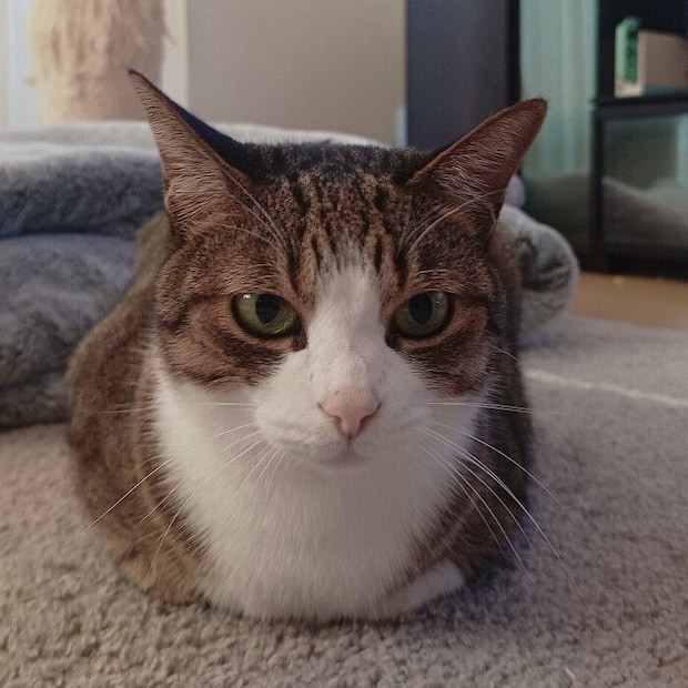 座るちょこ先輩