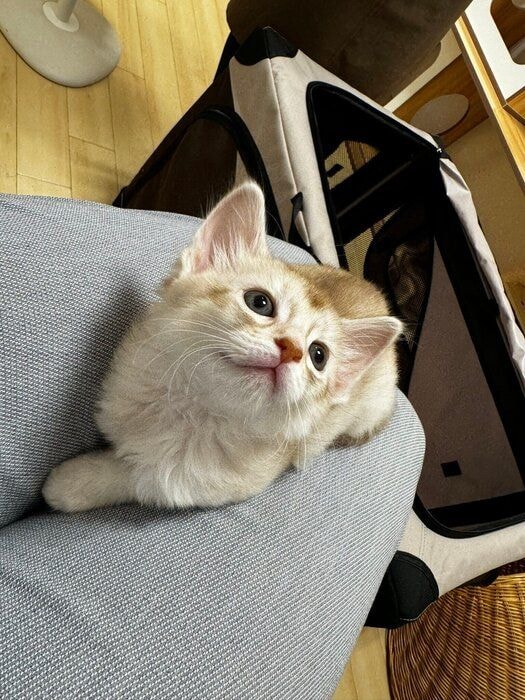 座っているソマリの子猫