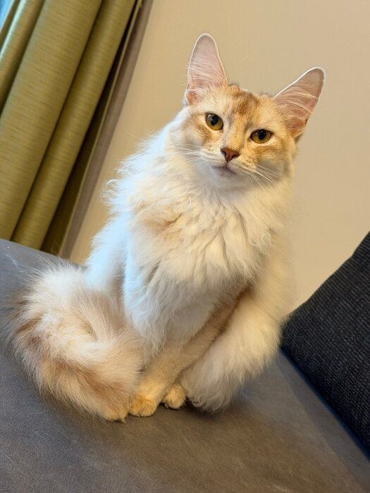 飼い主を見つめるソマリ