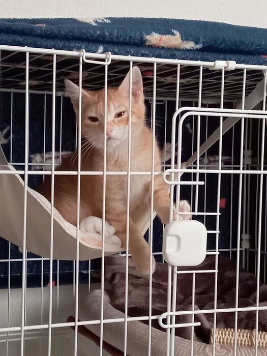 お迎え当初の茶茶丸くんの様子