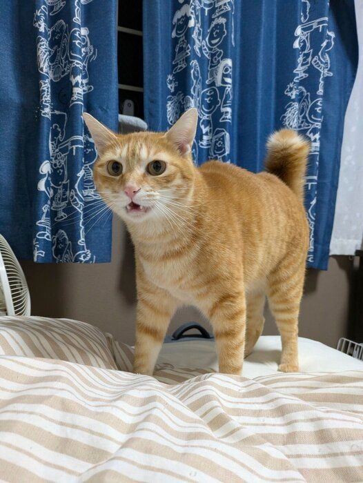 最近の茶茶丸くんの様子　おしゃべりな様子が伝わってくる1枚