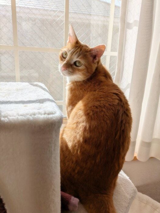 茶茶丸くんの2才のお誕生日（推定）に投稿された1枚　キレイな瞳が印象的