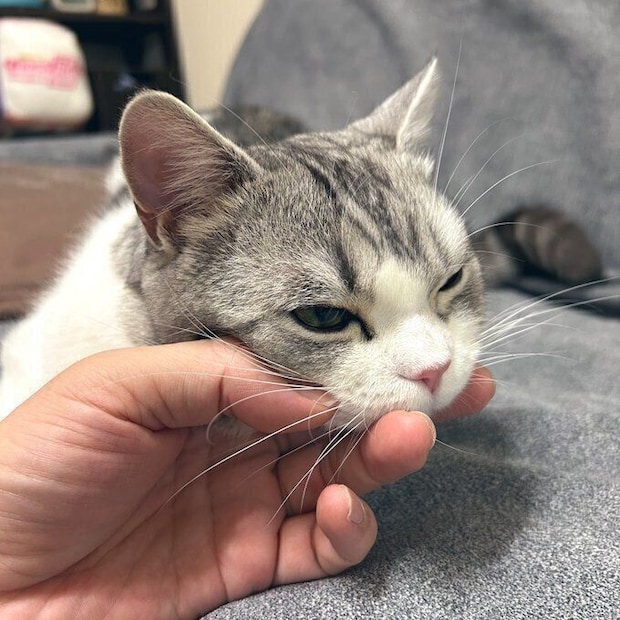 飼い主さんの手にあごのせするポノくん