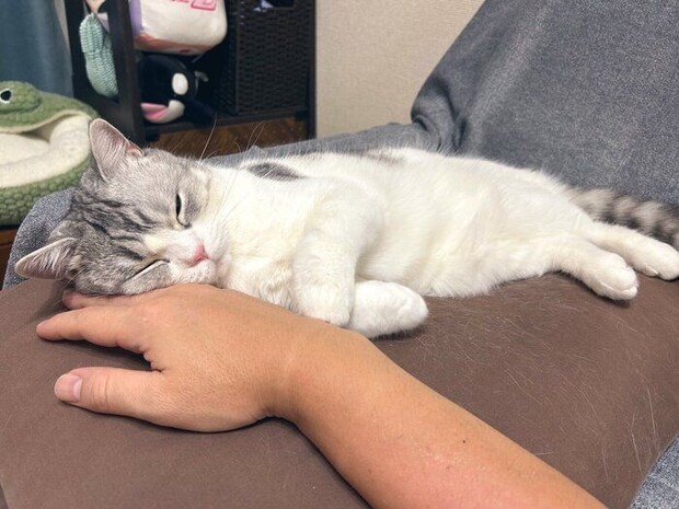 飼い主さんの手を枕にするポノくん　かわいすぎる